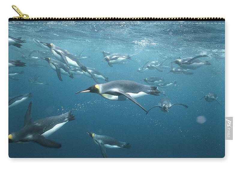 Feb0514 Zip Pouch featuring the photograph King Penguins Underwater Macquarie by Tui De Roy