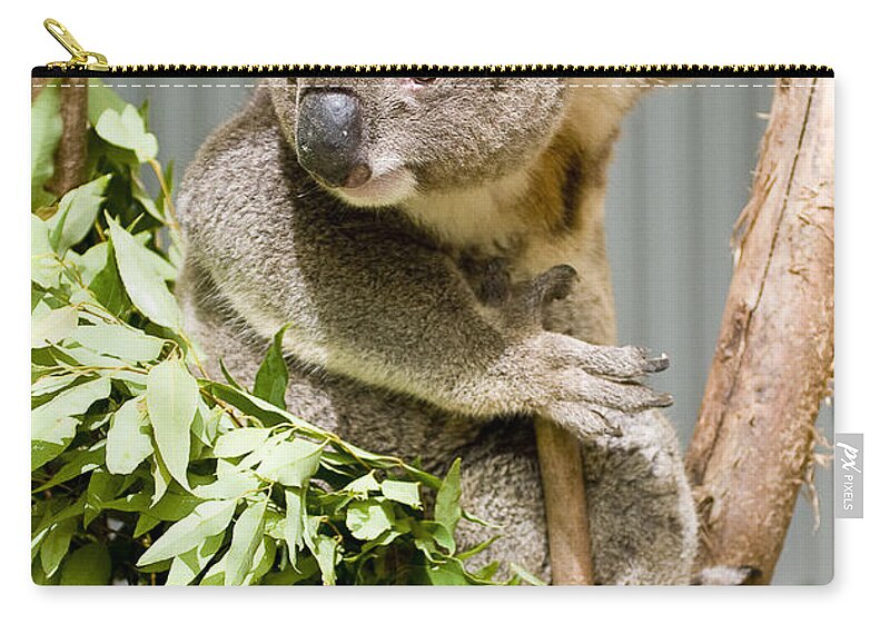 Koala Carry-all Pouch featuring the photograph Koala by Steven Ralser