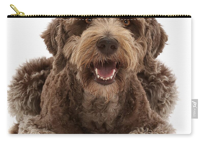 Animals Zip Pouch featuring the photograph Labradoodle Lying With Head by Mark Taylor