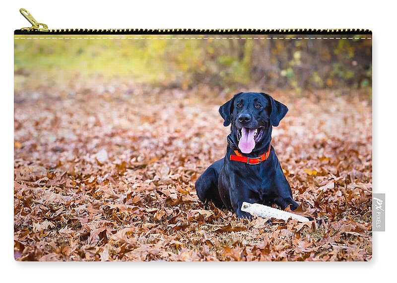 Black Lab Zip Pouch featuring the photograph Labrador Retriever in the Fall by Eleanor Abramson
