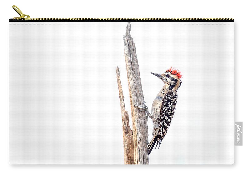Woodpecker Zip Pouch featuring the photograph Ladder-Backed Woodpecker by Ruth Jolly