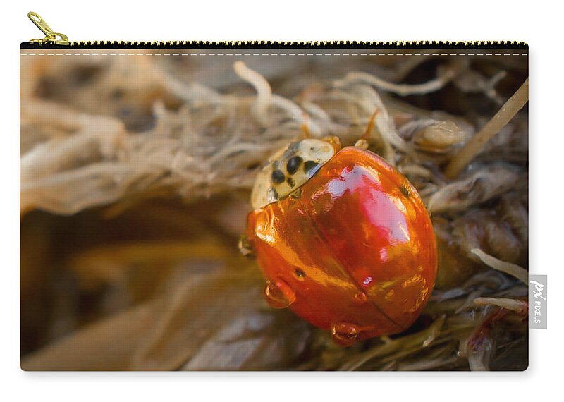Ladybug Zip Pouch featuring the photograph Lady of Leisure Squared by TK Goforth