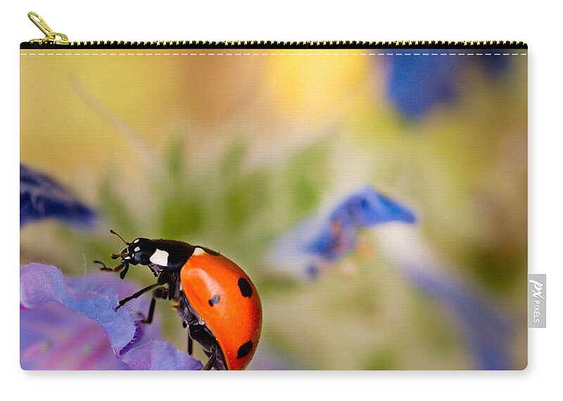 Ladybird Zip Pouch featuring the photograph Ladybird by Meir Ezrachi