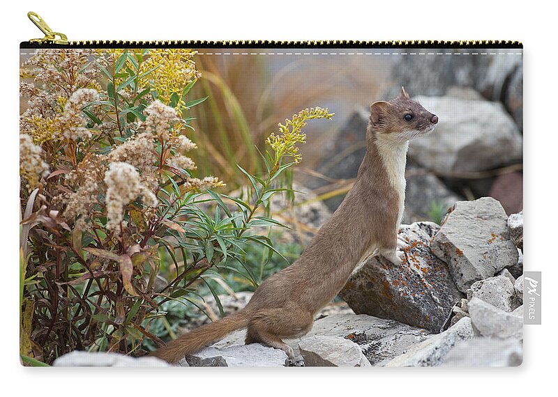 Long-tailed Weasel Zip Pouch featuring the photograph Lamar River Weasel by Max Waugh