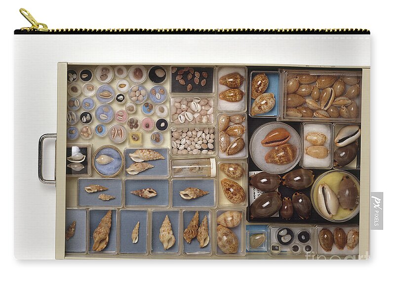 Abundance Zip Pouch featuring the photograph Large Collection Of Shells In Drawer by Matthew Ward / Dorling Kindersley
