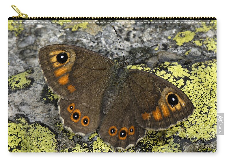 Feb0514 Zip Pouch featuring the photograph Large Wall Brown Butterfly Switzerland by Thomas Marent
