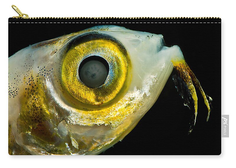 Deep Sea Zip Pouch featuring the photograph Larval Flying Fish Collected In Trawl by Dant Fenolio