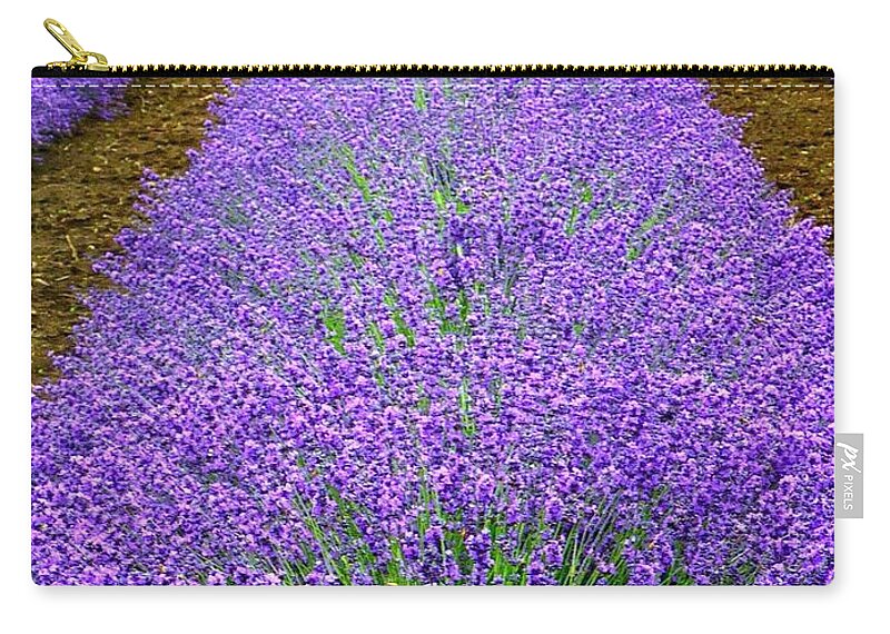 Lavender Rows Zip Pouch featuring the photograph Lavender Rows by Susan Garren