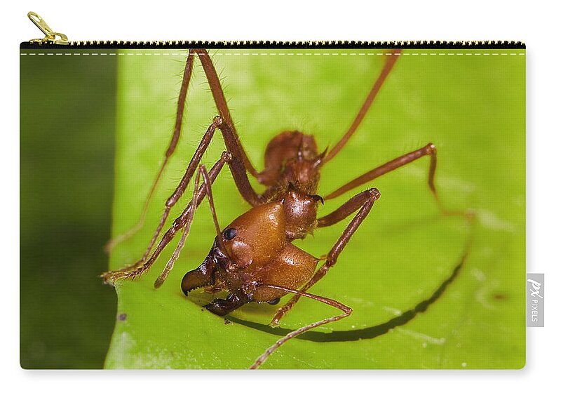 Feb0514 Zip Pouch featuring the photograph Leafcutter Ant Cutting Leaf Costa Rica by Konrad Wothe