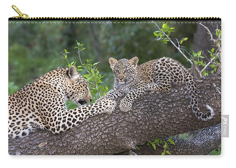 Nis Zip Pouch featuring the photograph Leopard And Cub Masai Mara Kenya by Andrew Schoeman