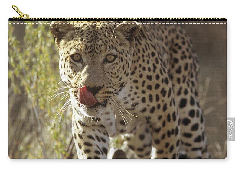 Feb0514 Zip Pouch featuring the photograph Leopard Etosha National Park Namibia by Konrad Wothe