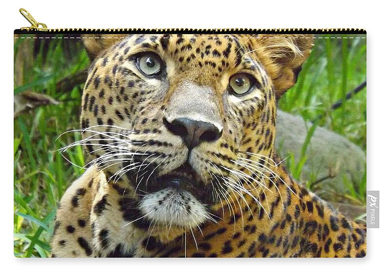 Leopard Zip Pouch featuring the photograph Leopard Face by Clare Bevan