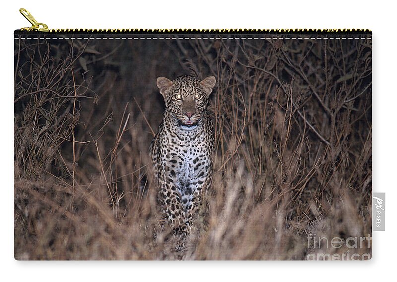 Leopard Zip Pouch featuring the photograph Leopard Prowling At Night by Gregory G. Dimijian, M.D.