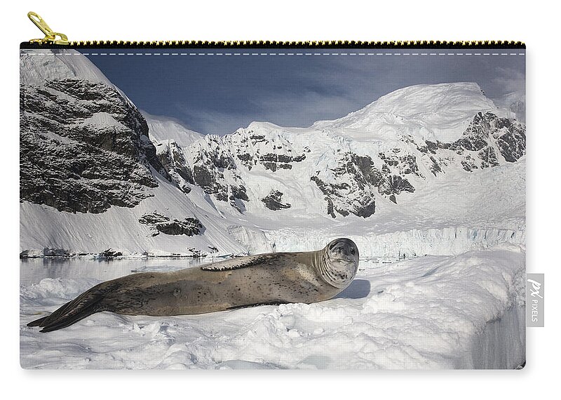 Feb0514 Zip Pouch featuring the photograph Leopard Seal On Ice Floe Paradise Bay by Matthias Breiter