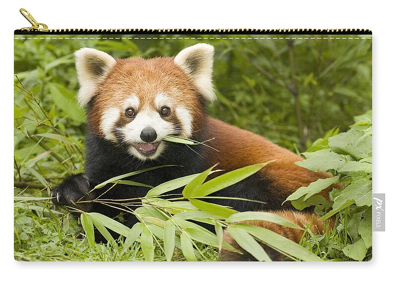 Feb0514 Zip Pouch featuring the photograph Lesser Panda Eating Bamboo Wolong China by Katherine Feng
