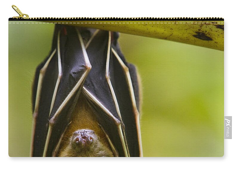 Feb0514 Zip Pouch featuring the photograph Lesser Short-nosed Fruit Bat Roosting by Sebastian Kennerknecht
