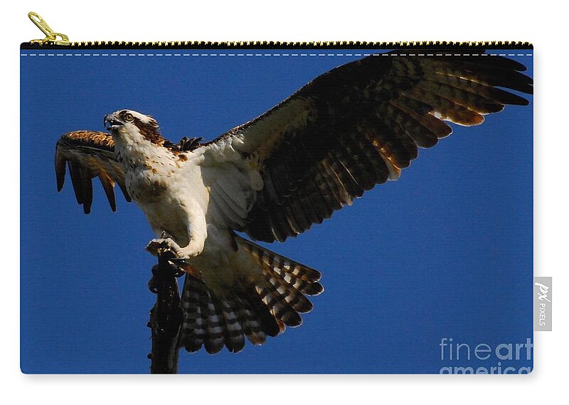 Osprey Zip Pouch featuring the photograph Lift off by Quinn Sedam