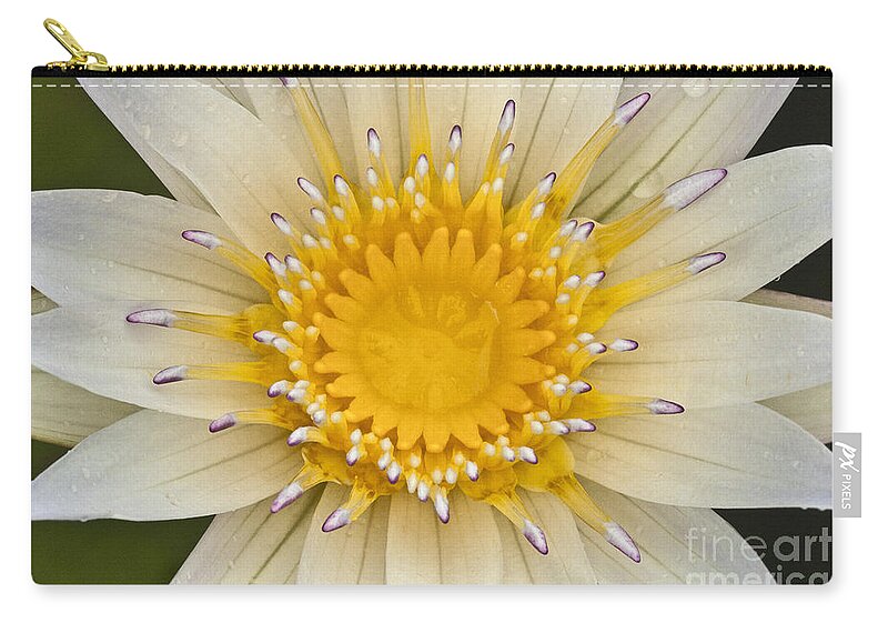 Water Llilies Zip Pouch featuring the photograph Lily of the Lake by Heiko Koehrer-Wagner
