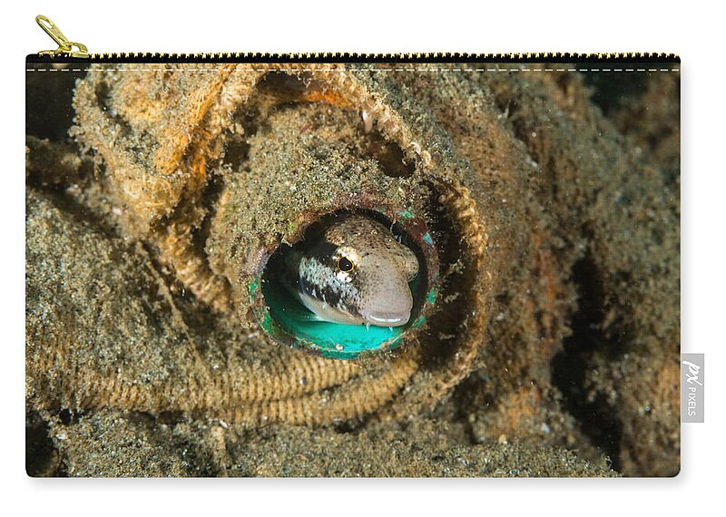 Lined Fangblenny Zip Pouch featuring the photograph Lined Fangblenny by Andrew J. Martinez