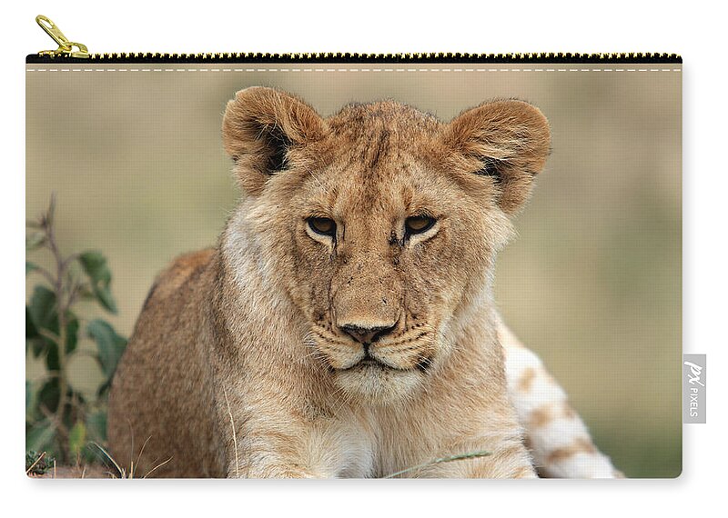 Lion Zip Pouch featuring the photograph Lion Portrait by Aidan Moran