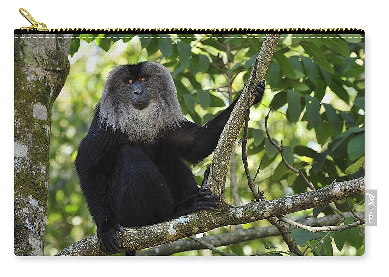 Thomas Marent Zip Pouch featuring the photograph Lion-tailed Macaque In Tree India by Thomas Marent