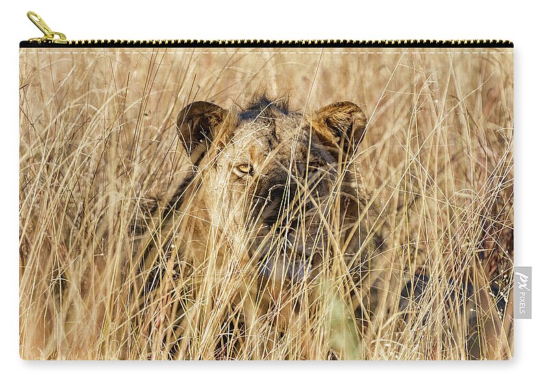 Hiding Zip Pouch featuring the photograph Lioness Laying In Tall Grass by Pixelchrome Inc
