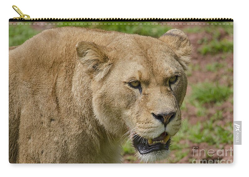 Lion Zip Pouch featuring the photograph Lioness by Steev Stamford