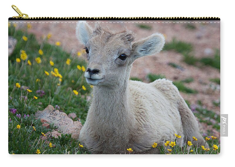 Bighorn Sheep Carry-all Pouch featuring the photograph Little Lamb by Jim Garrison