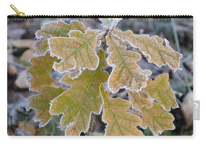 Nature Zip Pouch featuring the photograph Little Oak by Felicia Tica