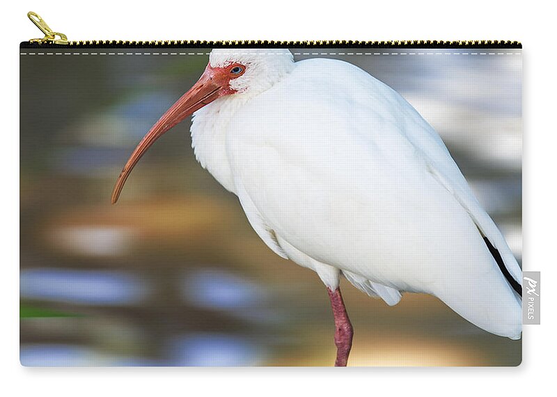 American White Ibis Zip Pouch featuring the photograph Little White Ibis by Bill and Linda Tiepelman