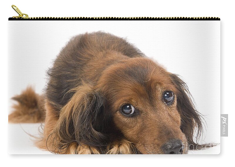 Dachshund Carry-all Pouch featuring the photograph Long-haired Dachshund by Jean-Michel Labat