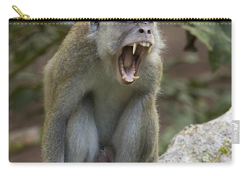 Feb0514 Zip Pouch featuring the photograph Long-tailed Macaque Male Yawning Borneo by Sebastian Kennerknecht