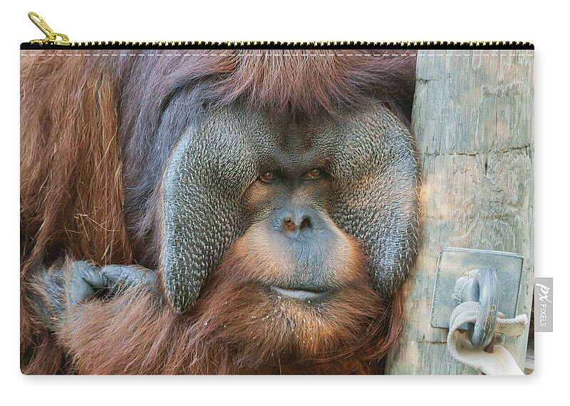 Orangutan Zip Pouch featuring the photograph Look Into My Eyes by Tim Stanley