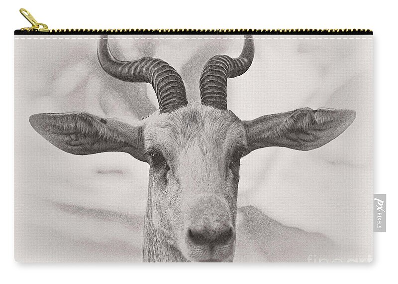 Animal Zip Pouch featuring the photograph Look Straight by Jonathan Nguyen