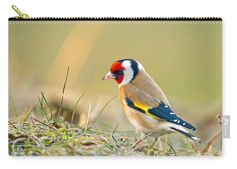 Goldfinch Looking Around Carry-all Pouch featuring the photograph Looking around by Torbjorn Swenelius