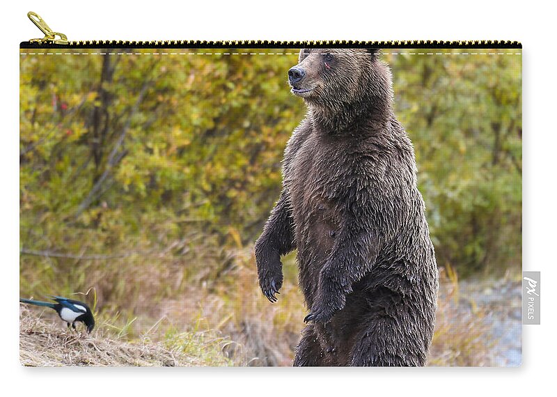Bear Zip Pouch featuring the photograph Looking For Trouble by Kevin Dietrich