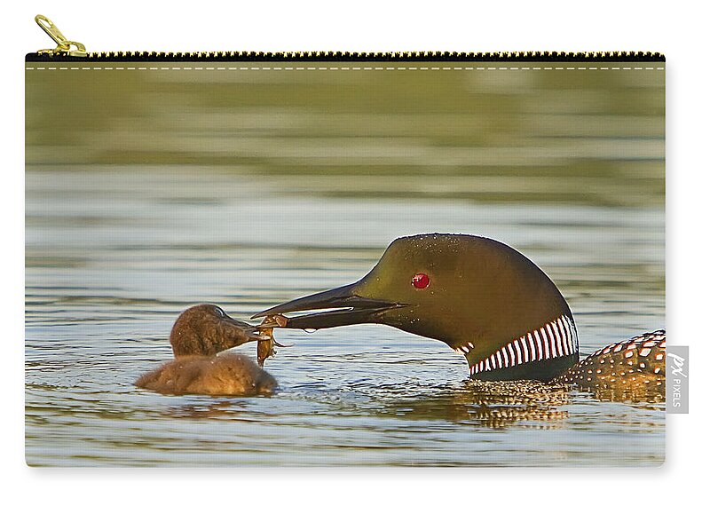 Loon Zip Pouch featuring the photograph Loon Feeding Chick by John Vose