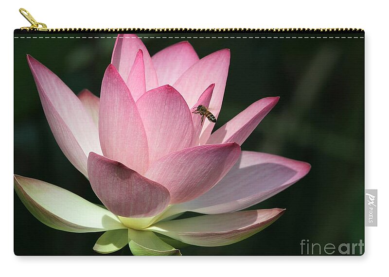 Lotus Zip Pouch featuring the photograph Lotus and a Bee by Sabrina L Ryan