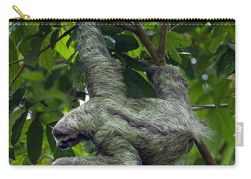 Three-toed Zip Pouch featuring the photograph Luiaard 3 by Arterra Picture Library