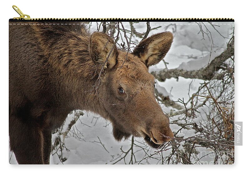 Moose Zip Pouch featuring the photograph Lunch by Rick Monyahan