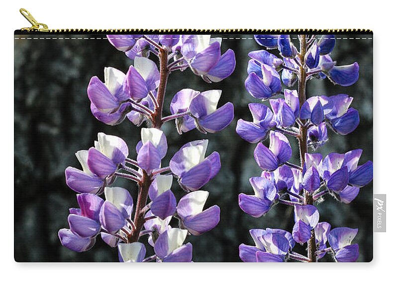 Color Zip Pouch featuring the photograph Lupine Closeup by Jean Noren