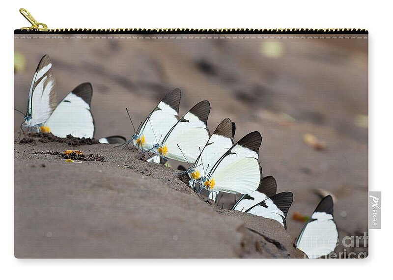 Lycimnia White Zip Pouch featuring the photograph Lycimnia White Butterflies by William H. Mullins