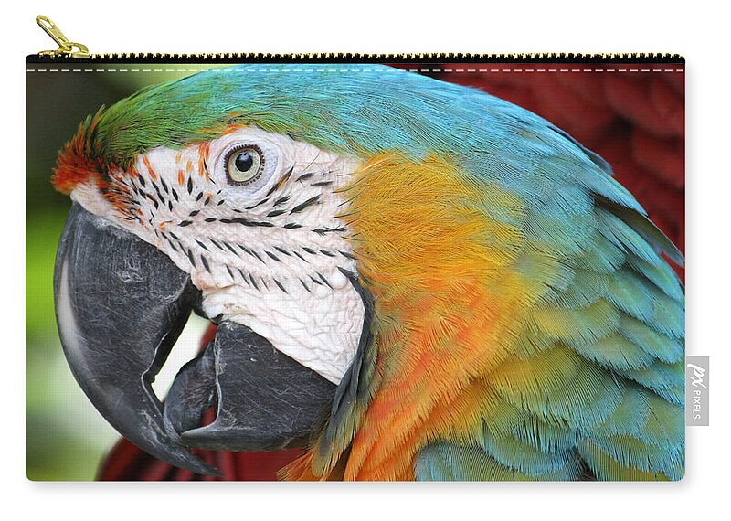 Parrot Zip Pouch featuring the photograph Magnificent Macaw by David Nicholls