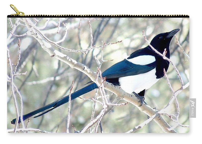 Colorado Zip Pouch featuring the photograph Magpie on Aspen Tree by Marilyn Burton