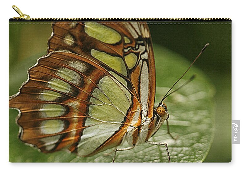 Cindi Ressler Zip Pouch featuring the photograph Malachite Butterfly by Cindi Ressler