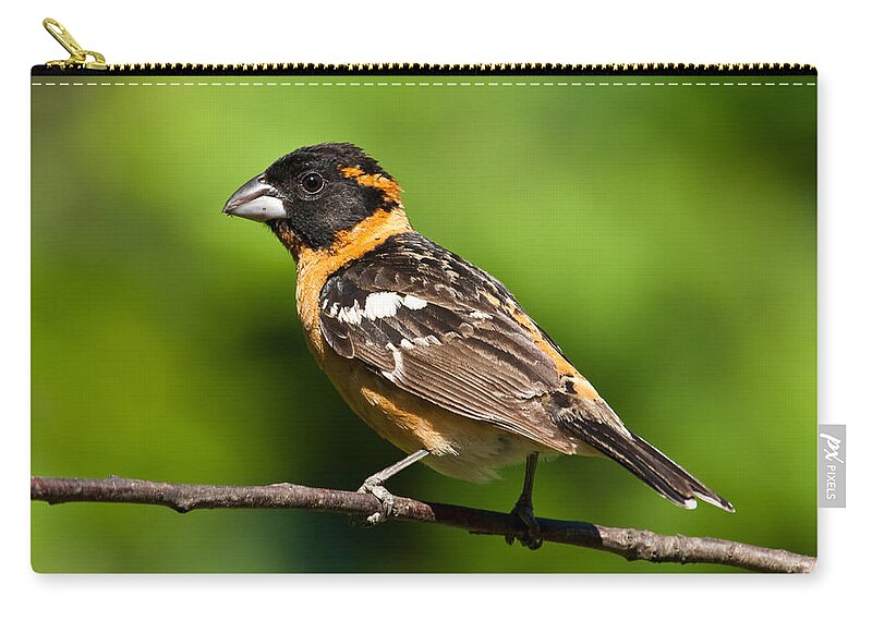 Animal Carry-all Pouch featuring the photograph Male Black Headed Grosbeak in a Tree by Jeff Goulden