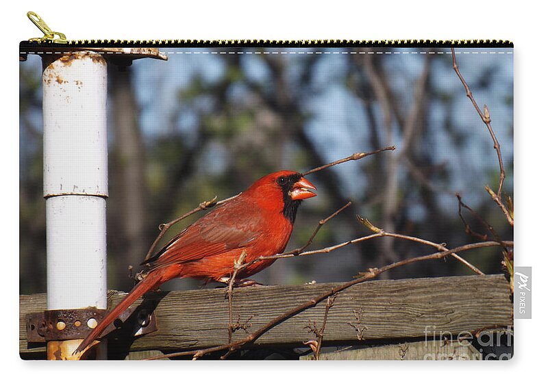 Bird Zip Pouch featuring the photograph Male Cardinal on Fence by Brenda Brown