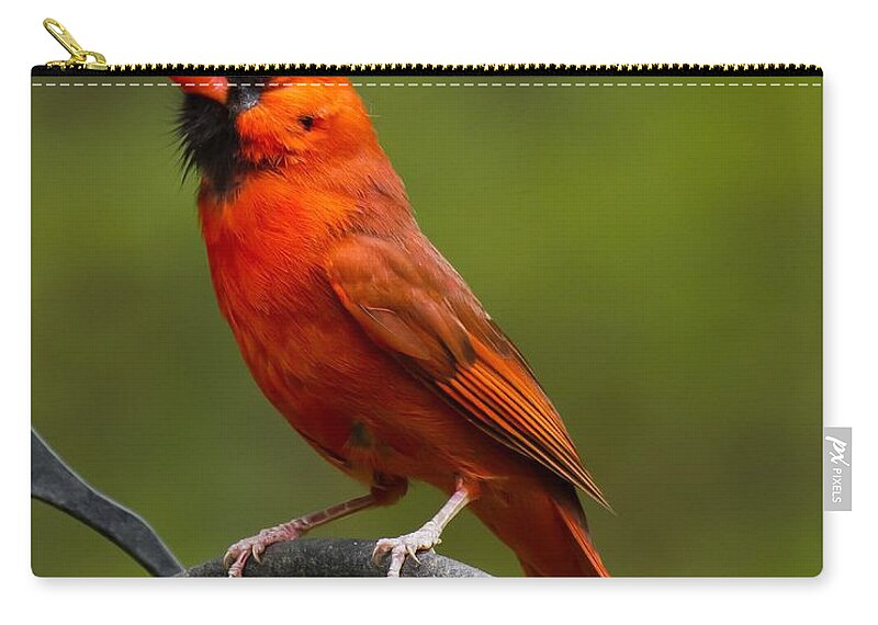 Male Cardinal Zip Pouch featuring the photograph Male Cardinal by Robert L Jackson