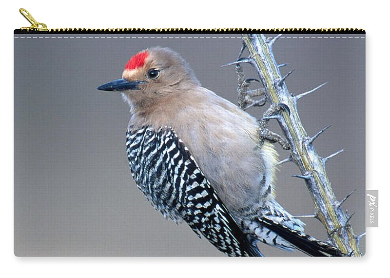 Animal Zip Pouch featuring the photograph Male Gila Woodpecker by Gerald C. Kelley
