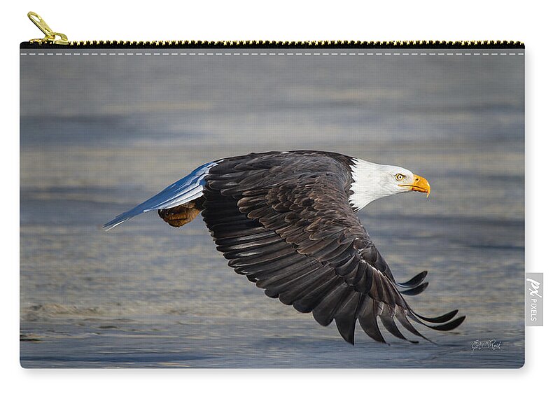 Bald.male Zip Pouch featuring the photograph Male wild bald eagle ready to land by Eti Reid